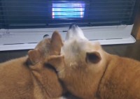 ストーブ前で寄り添っている柴犬たち。暖を取る様子が話題に「かわいいおしくらまんじゅう」「ストーブの取り合い？」