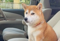 行きたい公園とは違った？心境を物語る柴犬の表情が話題に「ここじゃないというお目め」「何か不満顔ですね」