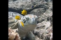 極上のスパにご満悦？キュートな魚たちにお掃除してもらってウットリ顔のカメ【海外・動画】