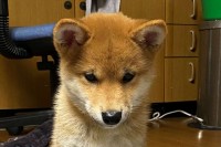 【過去のかわいい記事】キミ！座り方おかしくない？ 俺の知っている犬の座り方と違うけど可愛いから許す！