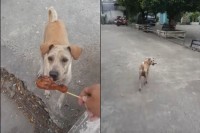 野良犬にチキンをあげたら食べずにどこかに持って行った！後をついていったらその理由に感動してしまった