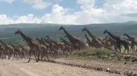 圧巻の光景！！キリンの群れが道路を横切る映像！