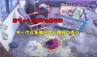 【猫のお手柄】赤ちゃんの階段からの転落危機を身を挺して止めたヒーローニャンコが凄すぎる！