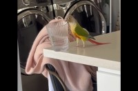 インコが水の入ったコップをくわえている・・。まさかのイタズラにビックリ！！【アメリカ・動画】