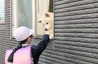 窓から外に身を乗り出す秋田犬。その様子を中から見たらビックリ！実はその場にもう一頭！？「差がすごい」「踏み台にされているのかと思いました」