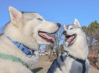 幸せそうな表情を浮かべているハスキー犬たち。微笑ましい光景に「良い笑顔」「幸せな気持ちになりました」と反響