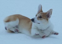 踏ん張るコーギーの子犬！冷たくなった手足を地面につけないように頑張る姿に「お腹の方が冷たそう」「そうなるよね～苦肉の策」