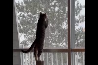 初めて見る雪に子猫は大興奮！触れようと夢中でおててを伸ばしてる！！【海外・動画】