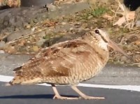 ノリノリで道路を渡っている？野鳥の動きが話題に！「ひげダンスの曲を思い出した」「マツケンサンバのステップ」