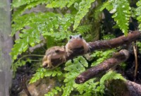 カエルたちは久しぶりの雨で大はしゃぎ！喜ぶ姿に反響「わちゃわちゃ感がほんと好き」