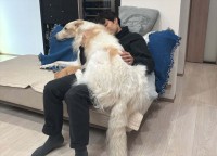 自分の大きさわかってる？飼い主さんに甘えるボルゾイが話題に！「子犬だと思ってるかも」「相思相愛ですね」