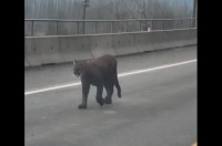 悠然と歩く黒い影。道路を進む貫禄十分なその姿はもちろんただのクロネコではない！！【海外・動画】