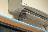 頭上に何かあると安心する？エアコン下の狭いスペースに収まっているフクロウがかわいすぎる！「もしかしたらネコ？」「頭突きをして歪んだのかと」