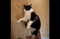 楽しく遊んでもらおうと思ったら・・。寝転がるネコをフローリングの床で滑らせたら・・、手痛いお礼をされちゃった！！【海外・動画】