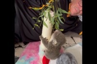 コアラの赤ちゃんが木登りに初挑戦！ごはんに引き寄せられてガンバる姿がかわいすぎる！！【海外・保護】