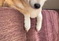 飼い主さんたちの会話に聞き耳を立てる柴犬。公園に行けるか期待しながら聞く様子に「全部聞いてる顔」「目が爛々と輝いてる」