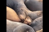 ほっぺをスリスリ。温もりを感じ合いお昼寝する仲良しアシカに癒される！【アメリカ・動画】