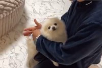オムツをつけやすいように協力してくれるポメラニアンが話題に！「お利口さん」「泣きたいくらいかわいい」