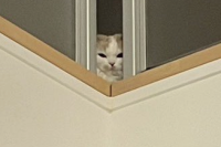 じっと見つめてくるネコ。お菓子を開けた直後の光景が話題に「油断できません」「すごい所からじっ～と見てますね」