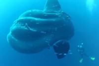 こんな大きいの！？体長5m級の超巨大マンボウ出現！遭遇したダイバーも大興奮の映像