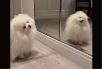 ポメラニアンは鏡に映る自分のかわいさに気付いている！？「かわいいもん」「気づいてますね」