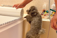 お風呂の蓋を開け閉めに大興奮のトイプードル！「躍動感がすごい」「浮いてる」