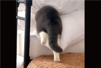 ネコがフワフワの布団に吸い込まれていく～！「お尻がまんまる」「この入り方最高にかわいい」