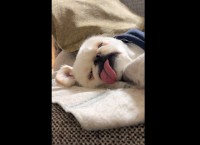 一日中気持ちよさそうに寝ていたペキニーズ。その寝顔が話題に！「寝る子は育つ・・！？」「幸せそうな寝顔」