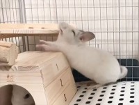 5時間の部屋んぽを楽しんだ後のチンチラ。深夜3時頃に見せた体の伸ばしてからのあくびがかわいすぎる！