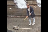 カナダならでは？道路に侵入するアライグマを制止する男性。押し留めるのに使うのは・・ホッケースティック！？【海外・動画】