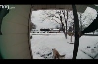 全力で庭に駆け抜けるラブラドール。その目的は・・朝刊の回収だった！？【海外・動画】