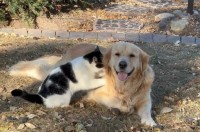 かわいいマッサージ屋さん。ネコがゴールデンレトリバーの背中をこねこねスリスリ！【アメリカ・動画】