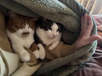 不本意ながらの二度寝。その理由がかわいすぎた！「これは仕方ないですね」「なんて幸せな不本意」