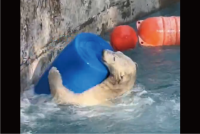 ドラム缶で遊び回るホッキョクグマ！はしゃいでいる姿がかわいい「弾けてるね！」「飛び込み方がかわいい」