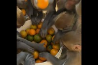 バケツいっぱいのオレンジが消えていく！我先に手を伸ばすサルたちが迫力満点！！【海外・動画】