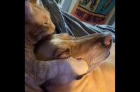 ぎゅ～～っとして離さない！大好きな同居犬に愛情たっぷりの熱いハグとキスを贈るネコ【アメリカ・動画】