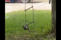 リスだって遊びたい？木に掛けられた梯子のブランコに飛び乗ろうとジャンプ！【アメリカ・動画】