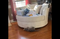 楽しい遊びみつけた！回転ソファの周りを走り回るネコ【アメリカ・動画】