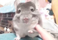 触れようとするのを断固拒否するチンチラに反響！「強い意志を感じます」「手に阻まれて触れませんね」