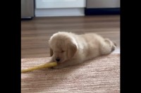 子犬VSニンジン！？接近してはビクッ！の連続で子犬が押され気味？【アメリカ・動画】