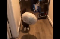 風船をゲットしてルンルン！嬉しそうに駆け出したネコがかわいすぎる【海外・動画】