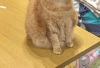 渋い表情を浮かべるネコ。エアコンを消した時の反応が話題に「にゃんで消したのかね？」「目は口ほどに物を言う」