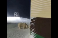 角を曲がろうとしたら・・目の前にホッキョクグマが！？絶体絶命の危機を救ってくれたのは勇敢な愛犬！！【海外・動画】