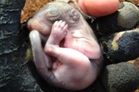 買ってきたガーデニング用の腐葉土の中に何かの“赤ちゃん”を発見！！保護して育ててみた！