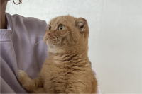 ネコのやんわり拒絶が話題に！「あ、自分大丈夫なんで・・・」「なかなかに意思の強そうな瞳」