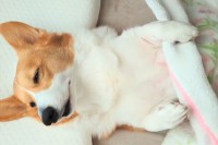 寝起きのコーギーがかわいすぎると反響！「 みょ〜んてなるとこが面白い」「後脚を重ねてるのがたまりません」