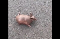 危ない！道路にいたのはアルマジロの家族！？【海外・動画】