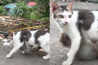 歩いている猫になんだか違和感。よく見たらその体にギュッと抱きつく『ある動物』の赤ちゃんの姿が！！【海外・動画】