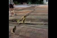 道路を横断したいカピバラの赤ちゃんたち。危険から守るため、人々が協力して誘導！【海外・動画】