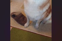 柴犬がスリッパを破壊！？イタズラ後の表情が話題に「やり切った感半端ない」「悟りを開いてる顔にもドヤ顔にも見える」